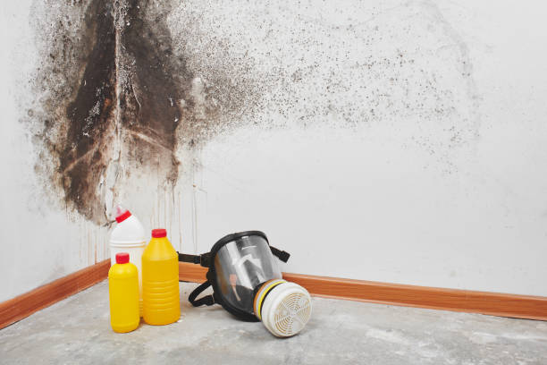 Office Mold Removal Services in Louisville, KY