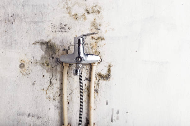 Best Mold Remediation  in Louisville, KY