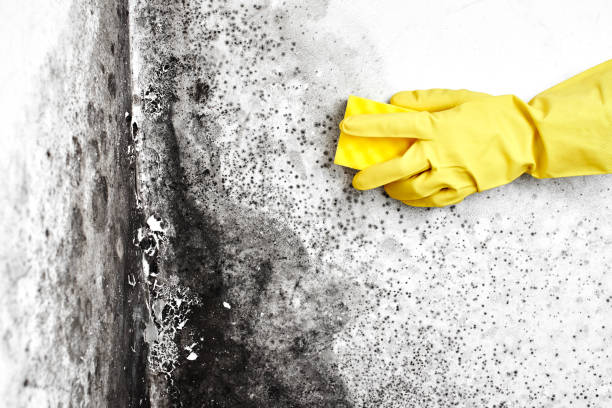 Best Black Mold Removal  in Louisville, KY