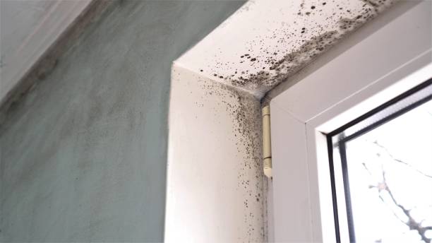 Best Crawl Space Mold Removal  in Louisville, KY