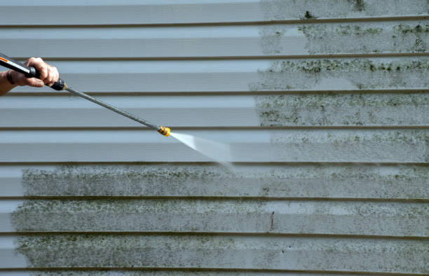 Professional Mold Removal in Louisville, KY