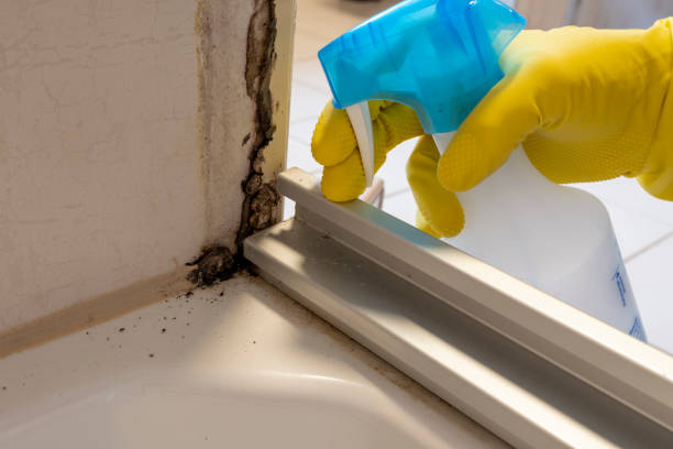 Best Mold Damage Repair  in Louisville, KY