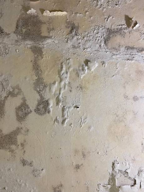 Mold Removal Process in Louisville, KY