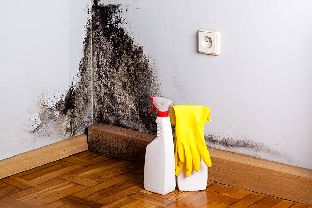 Best Black Mold Removal  in Louisville, KY