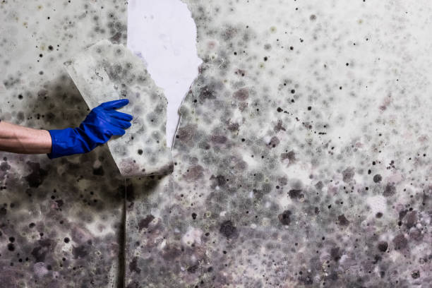 Best Local Mold Removal Service  in Louisville, KY