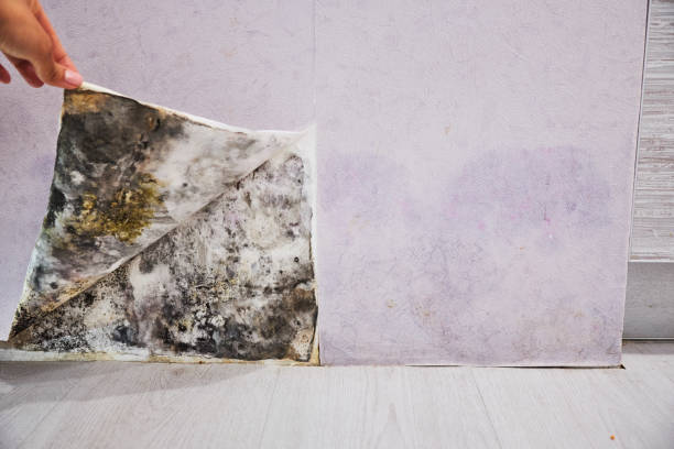 Best Mold Remediation Services  in Louisville, KY